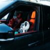 Sprayground Backpack MONEY BEAR TEDDY BEAR BACKPACK PANDA PANDA PANDA Multicolor – Image 6